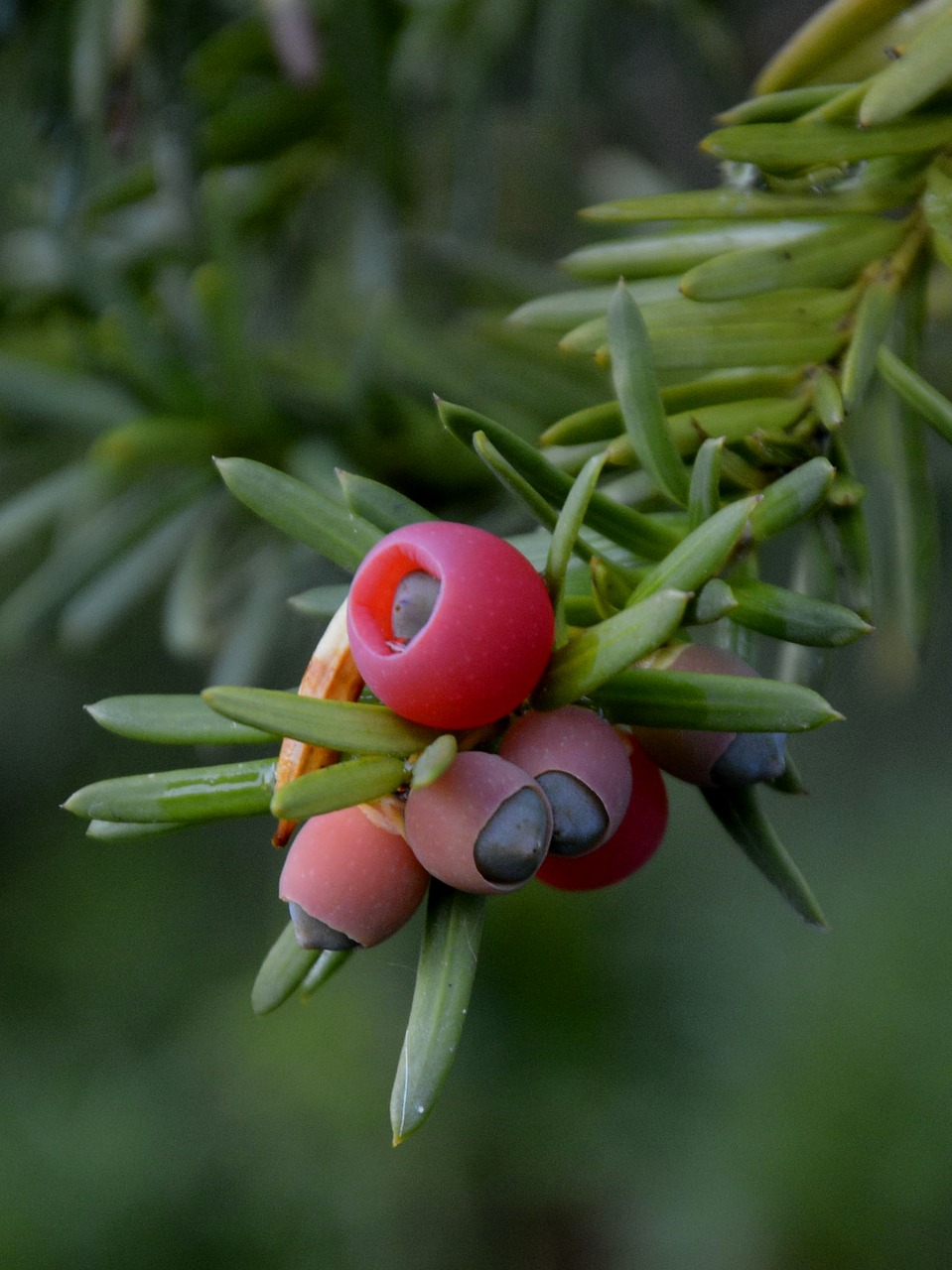 berries red berry red free photo