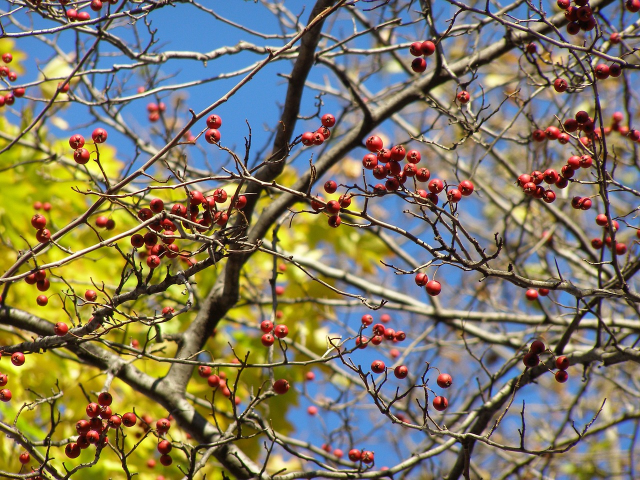 berries trees branches free photo
