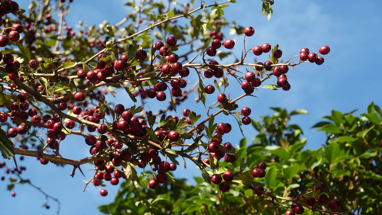 berries sky trees free photo