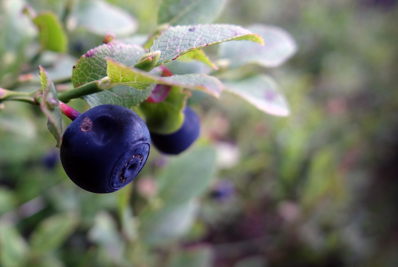 berries blue wood fruits free photo