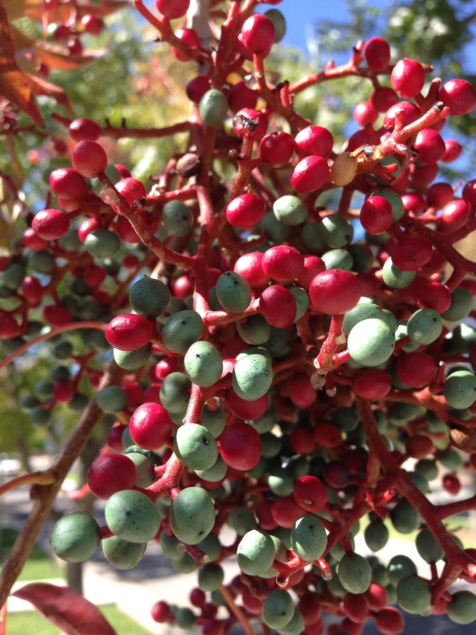 berries red and green new mexico free photo