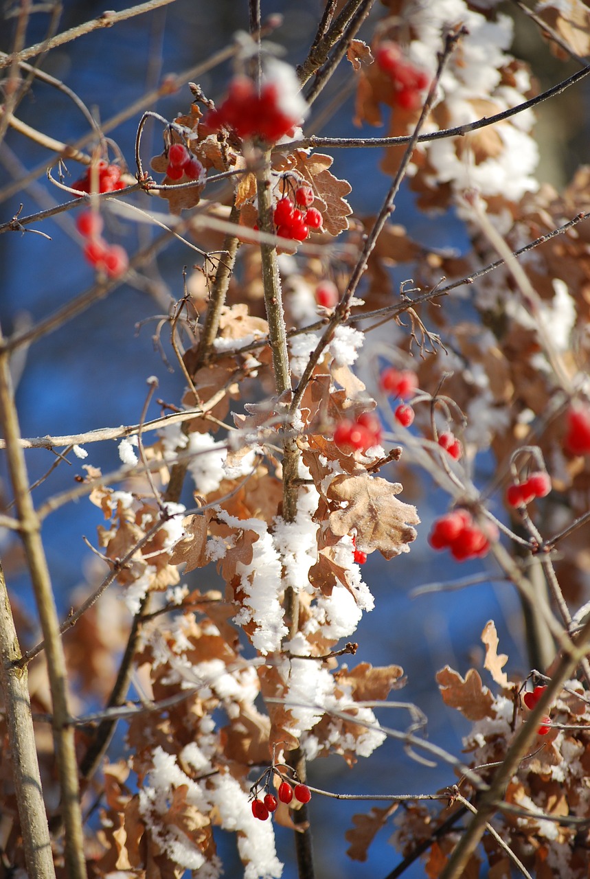 berries winter ripe free photo