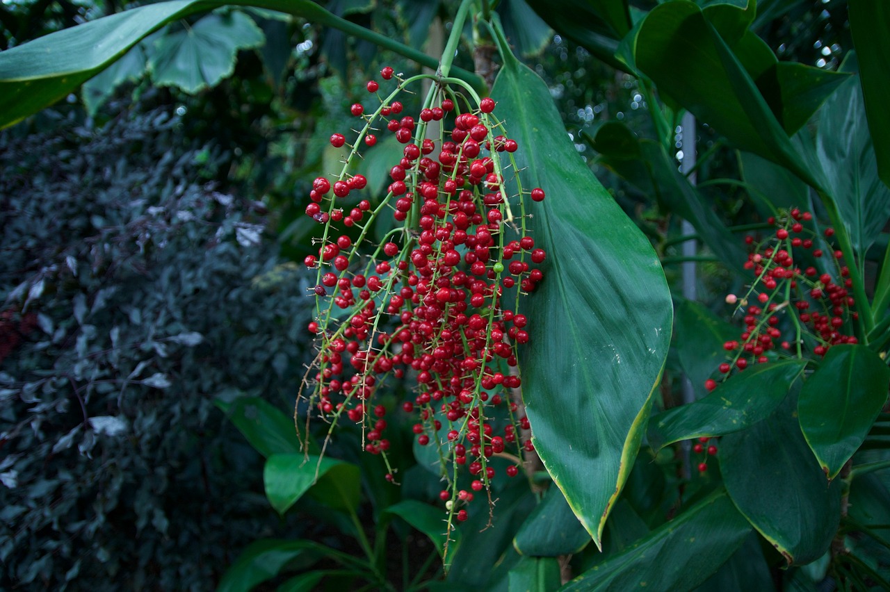 berries grapes exotic free photo