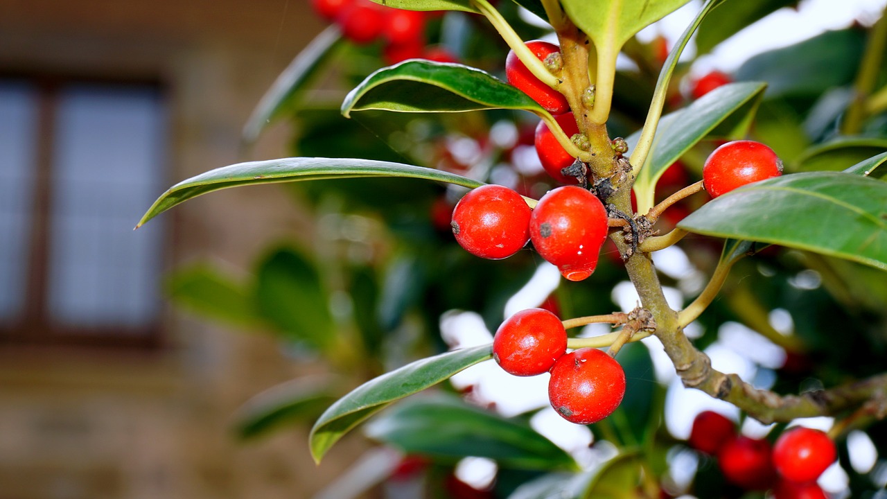 berries red forest free photo