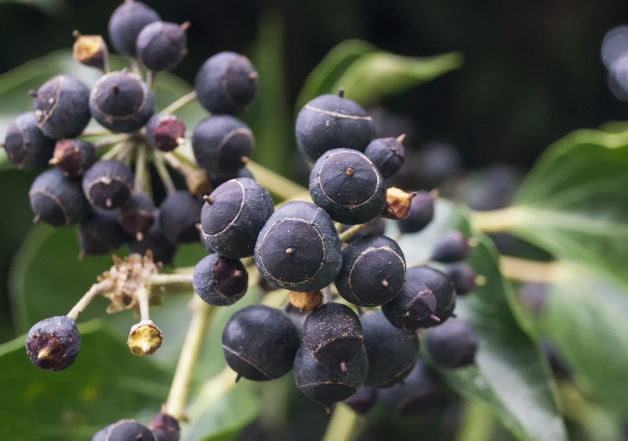 berries plant floral free photo