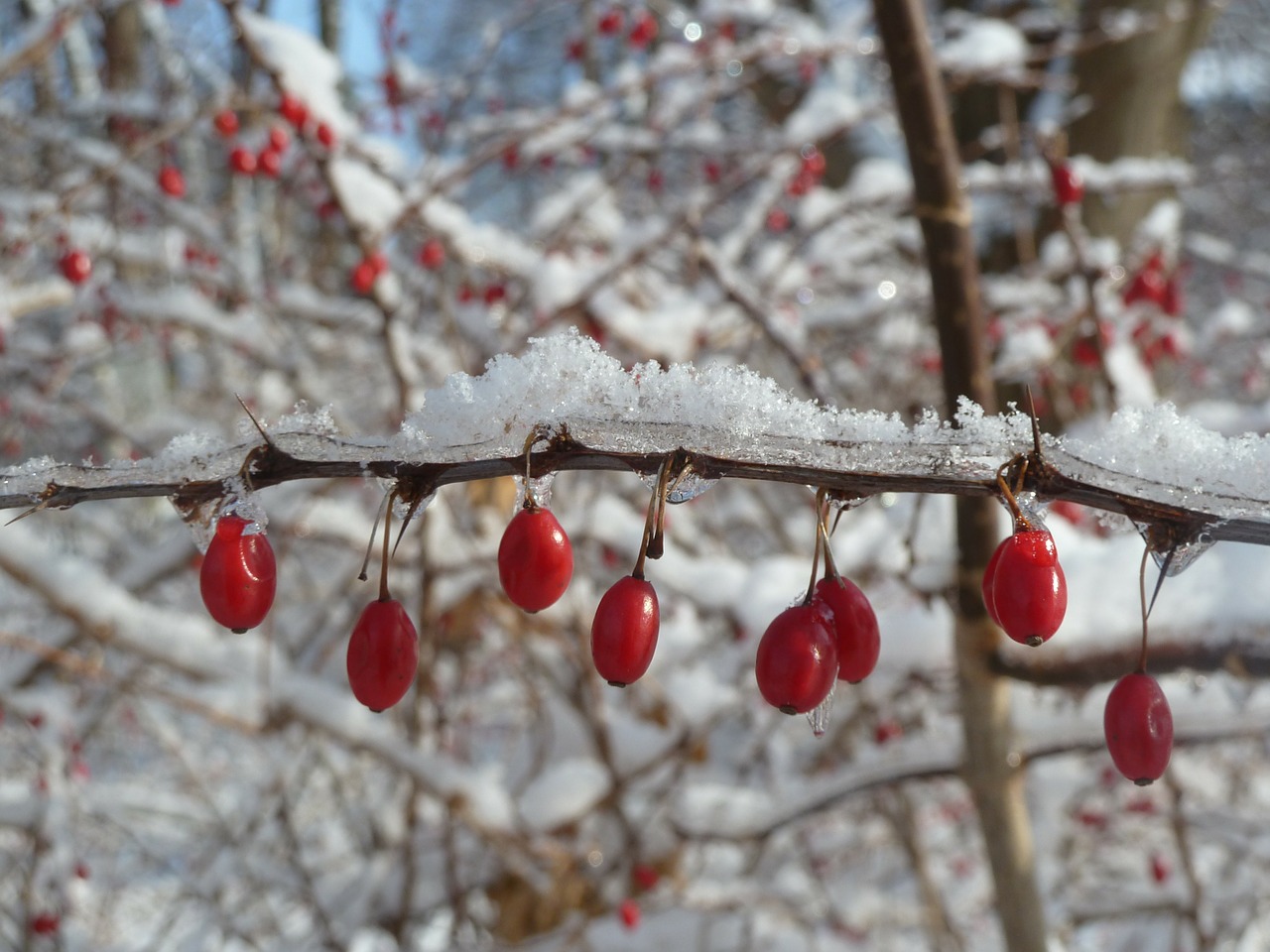 berries red buds free photo