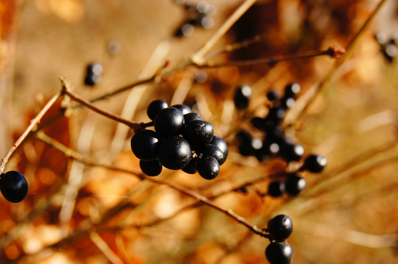 berries nature autumn free photo