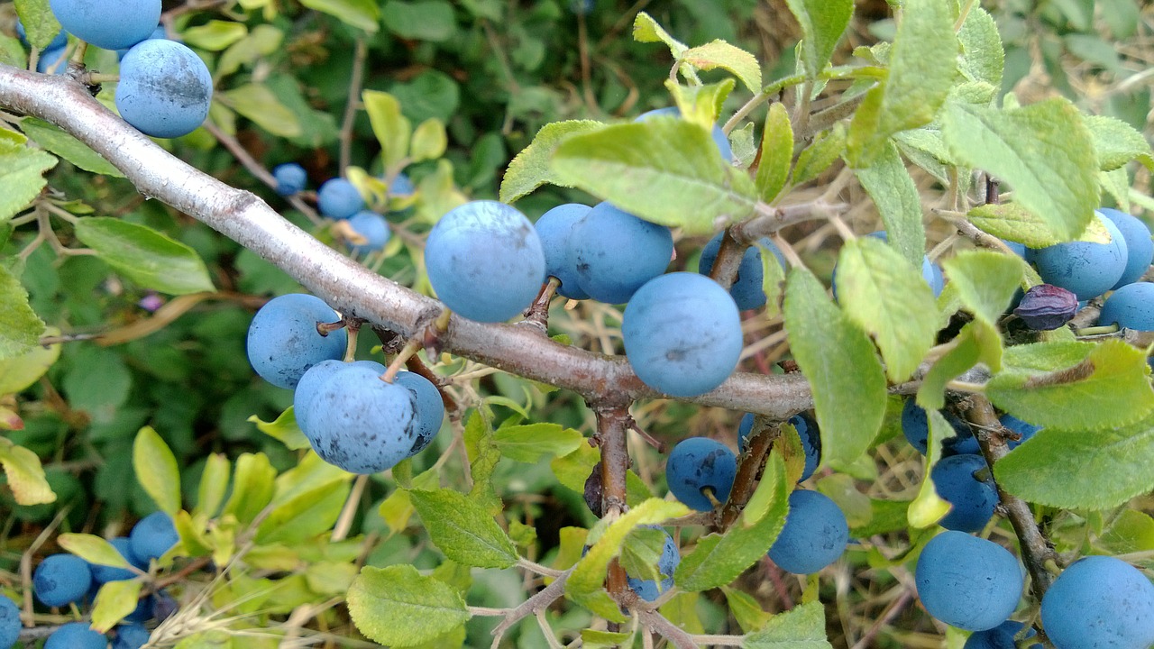 berries fruits nature free photo