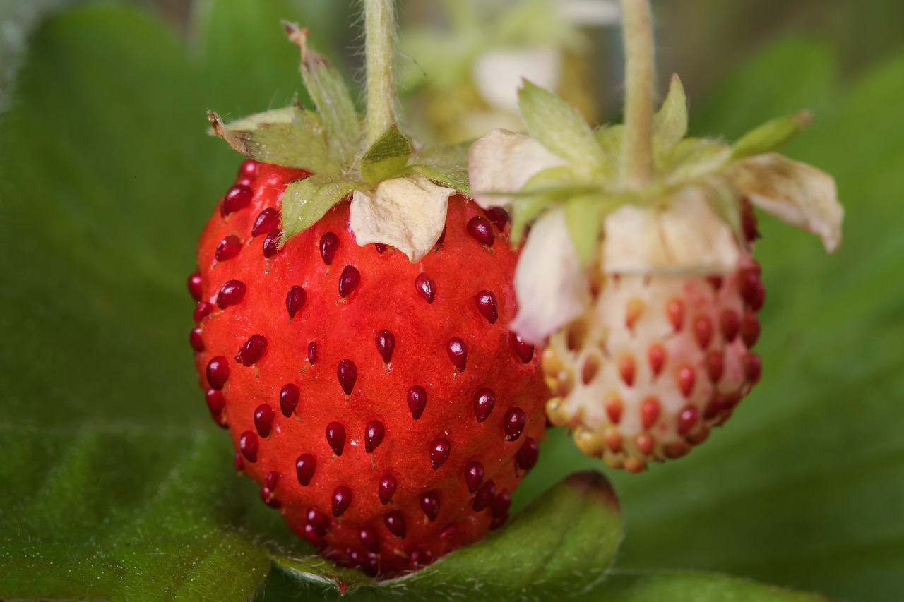 berries nature fragaria vesca free photo