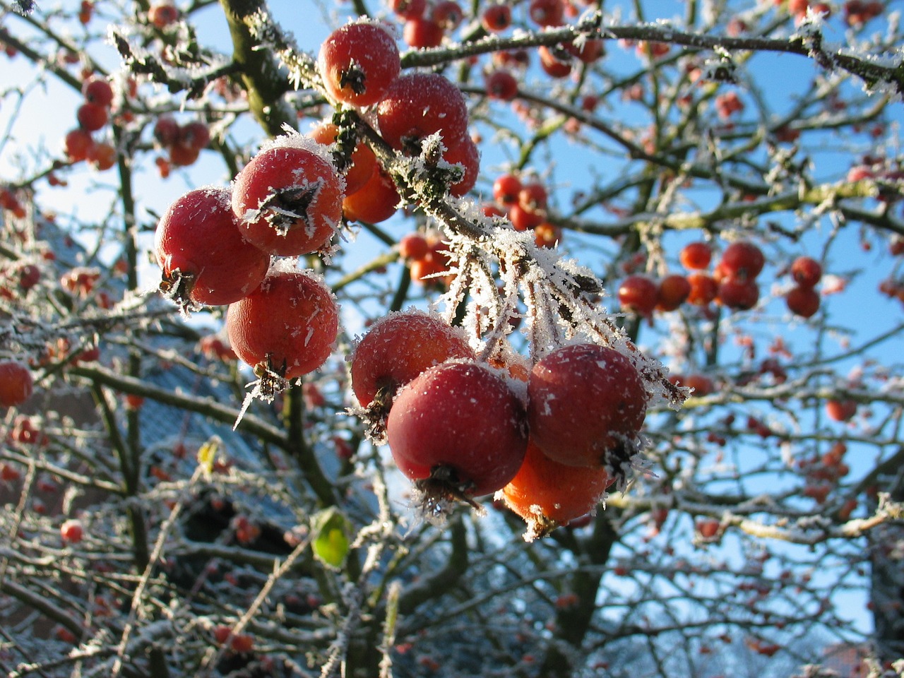 berries frost winter free photo