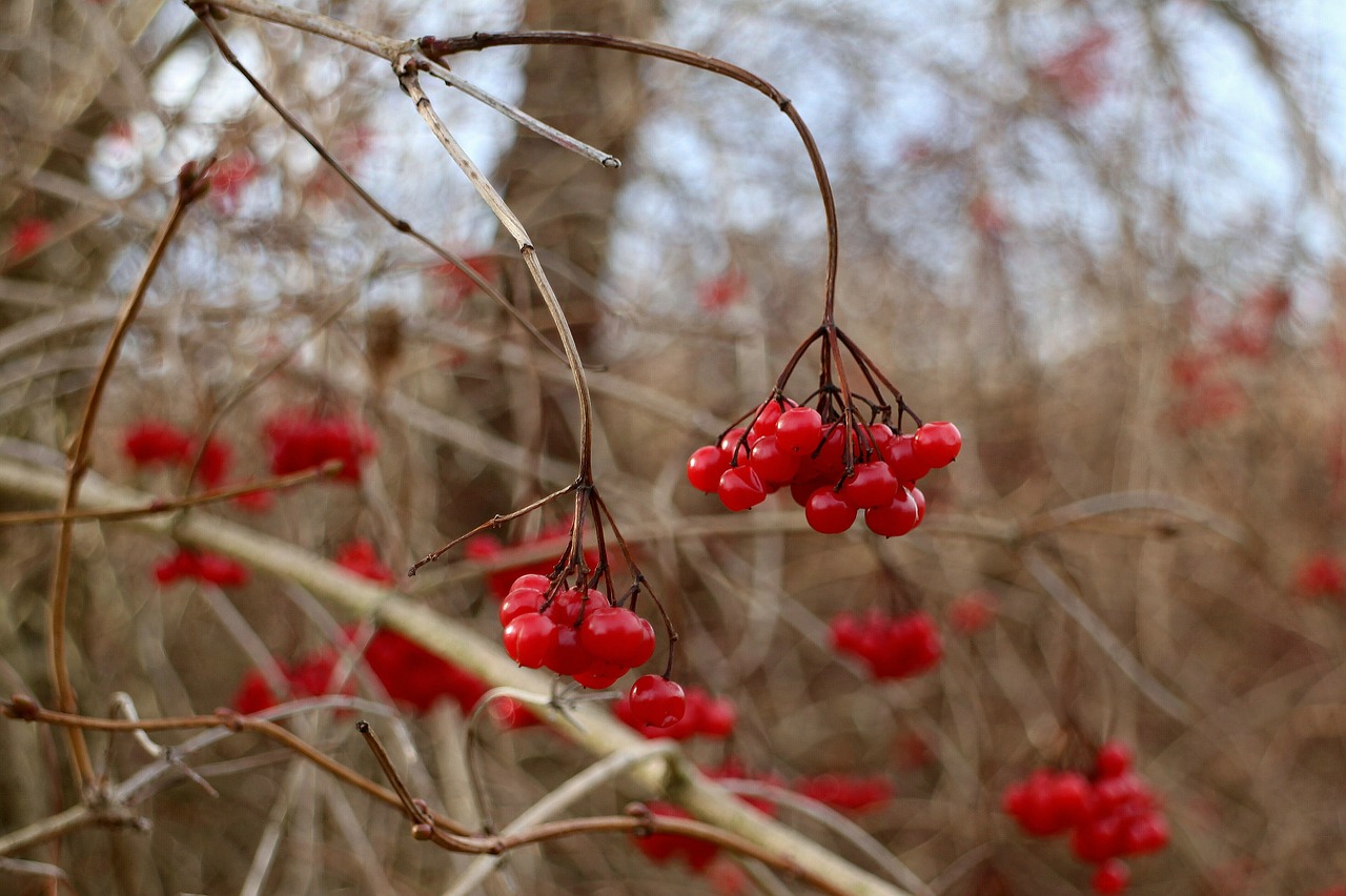 berries berry red free photo