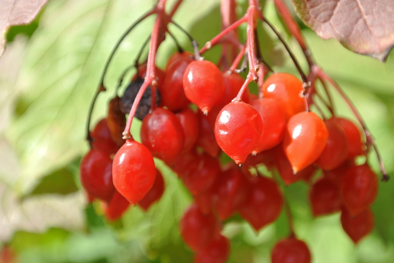 berries red rowan free photo