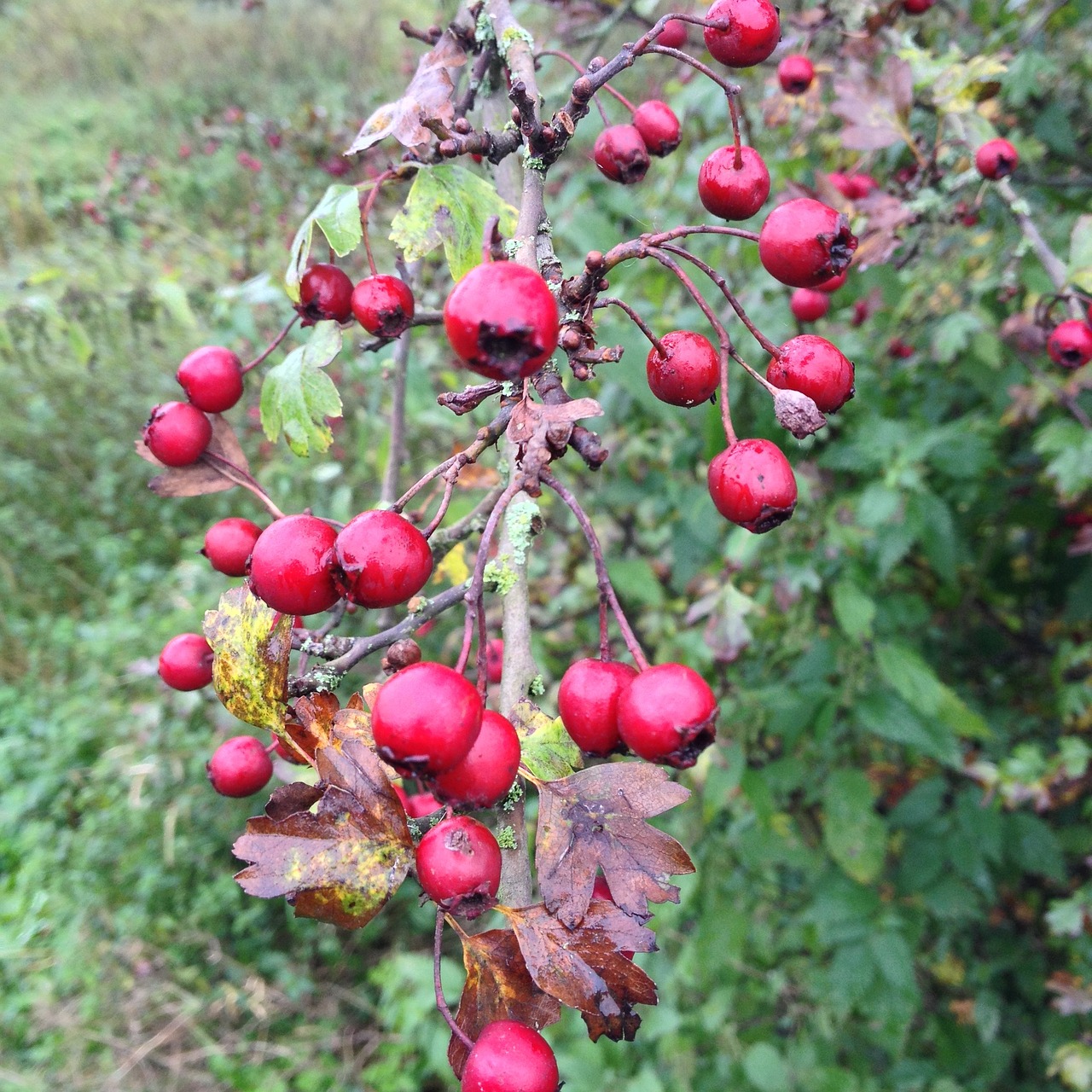 berries fruits fruit free photo