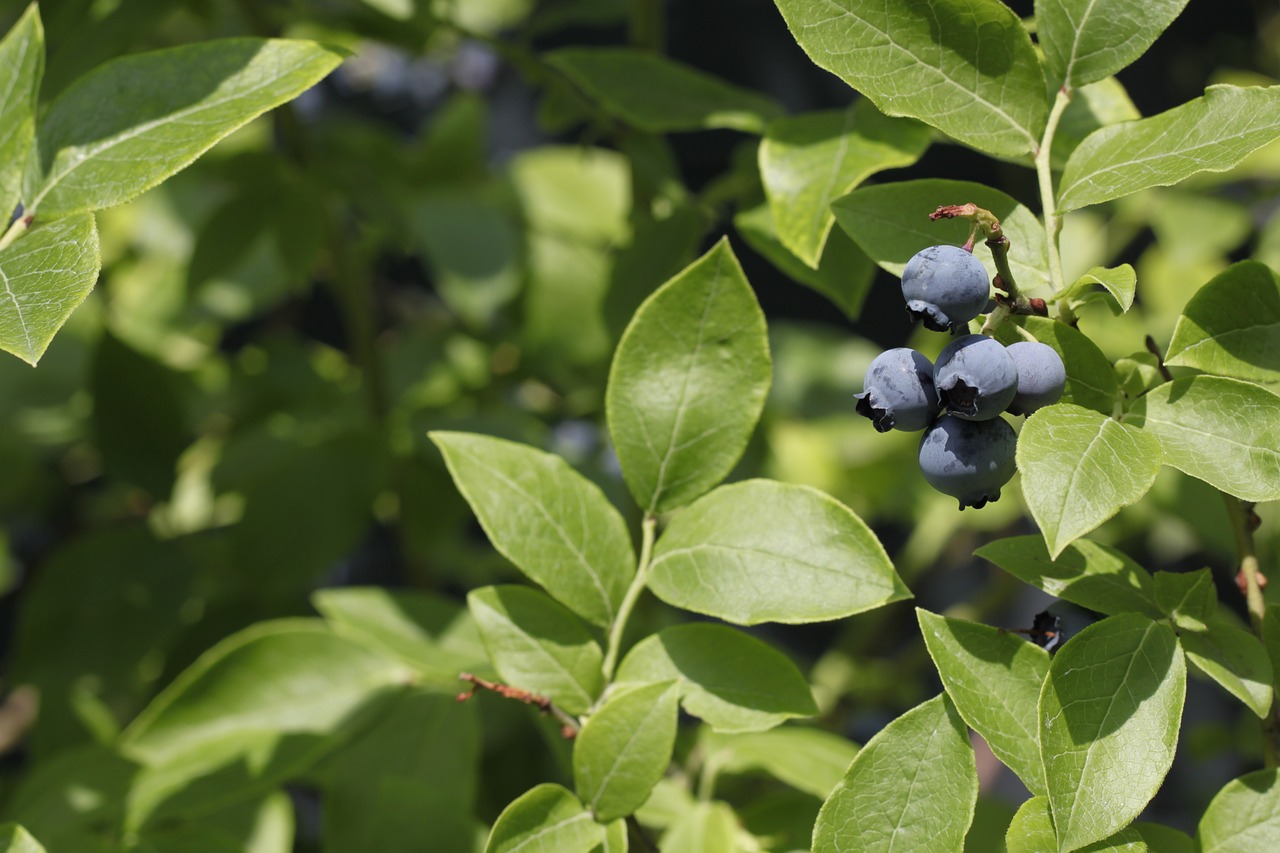 berries plant nature free photo