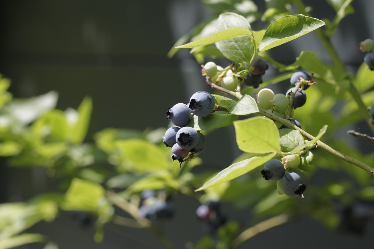 berries nature blue free photo