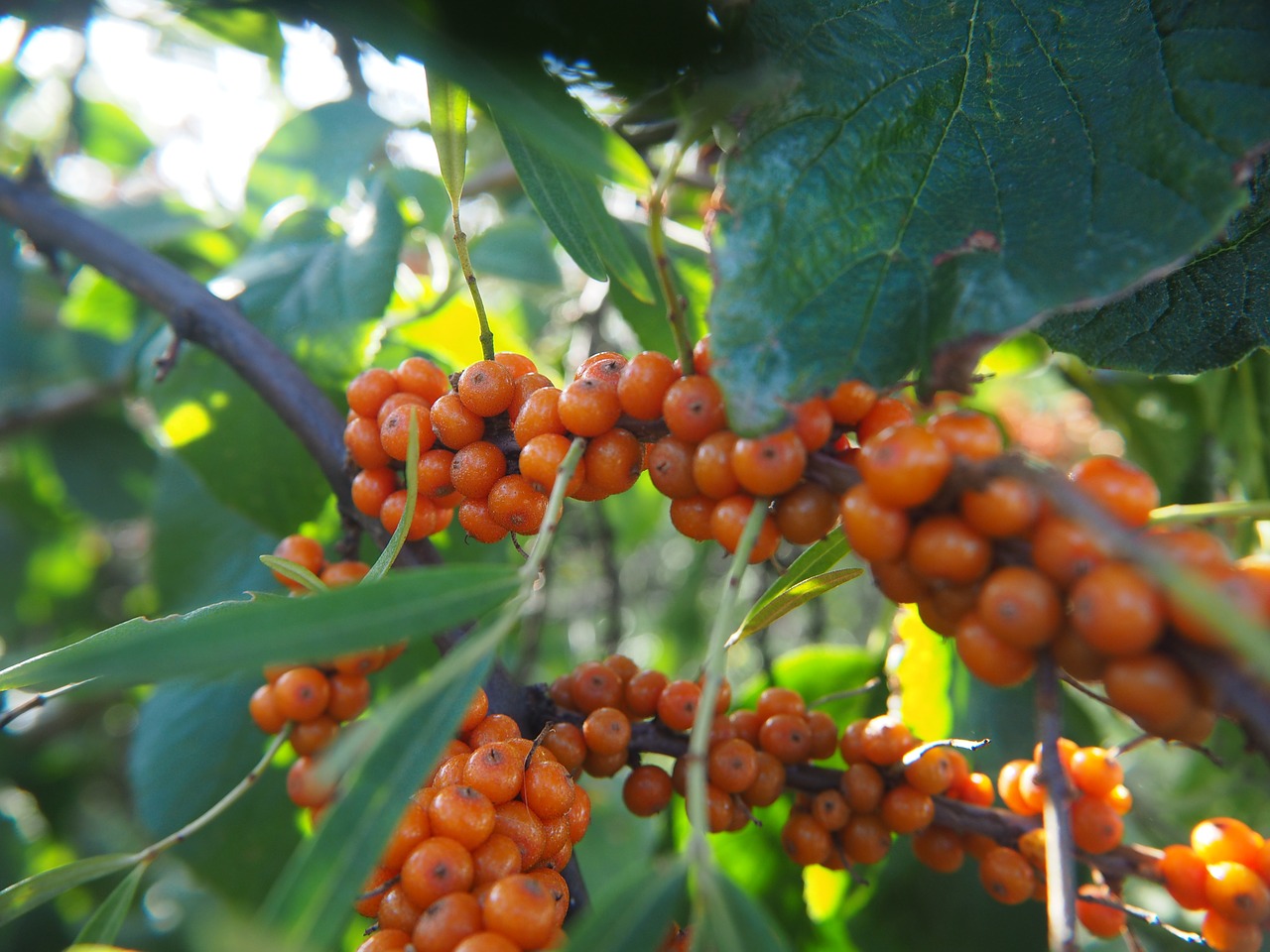 berries fruit nature free photo