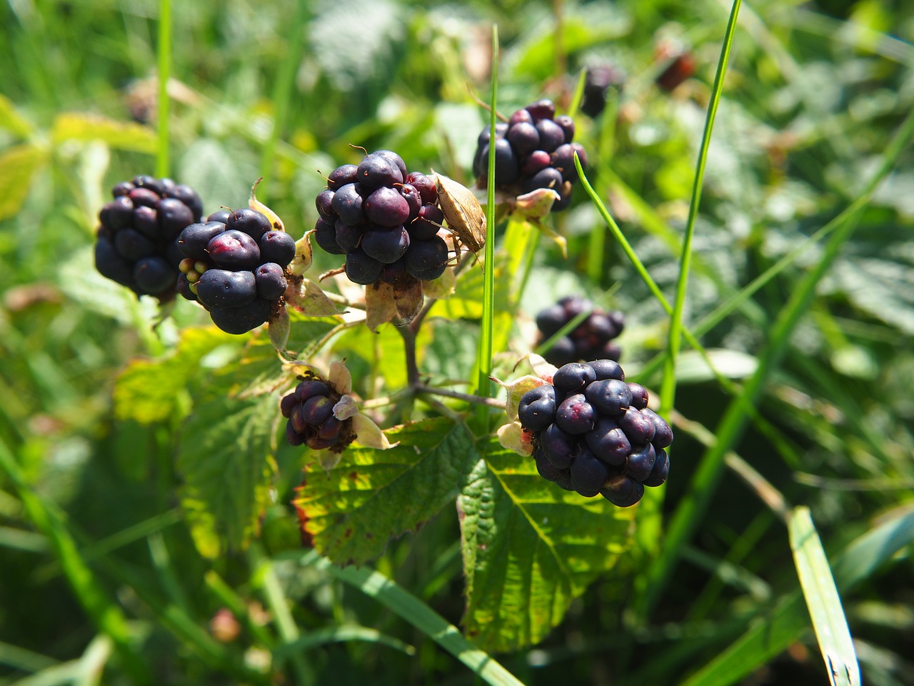 berries blue grass free photo