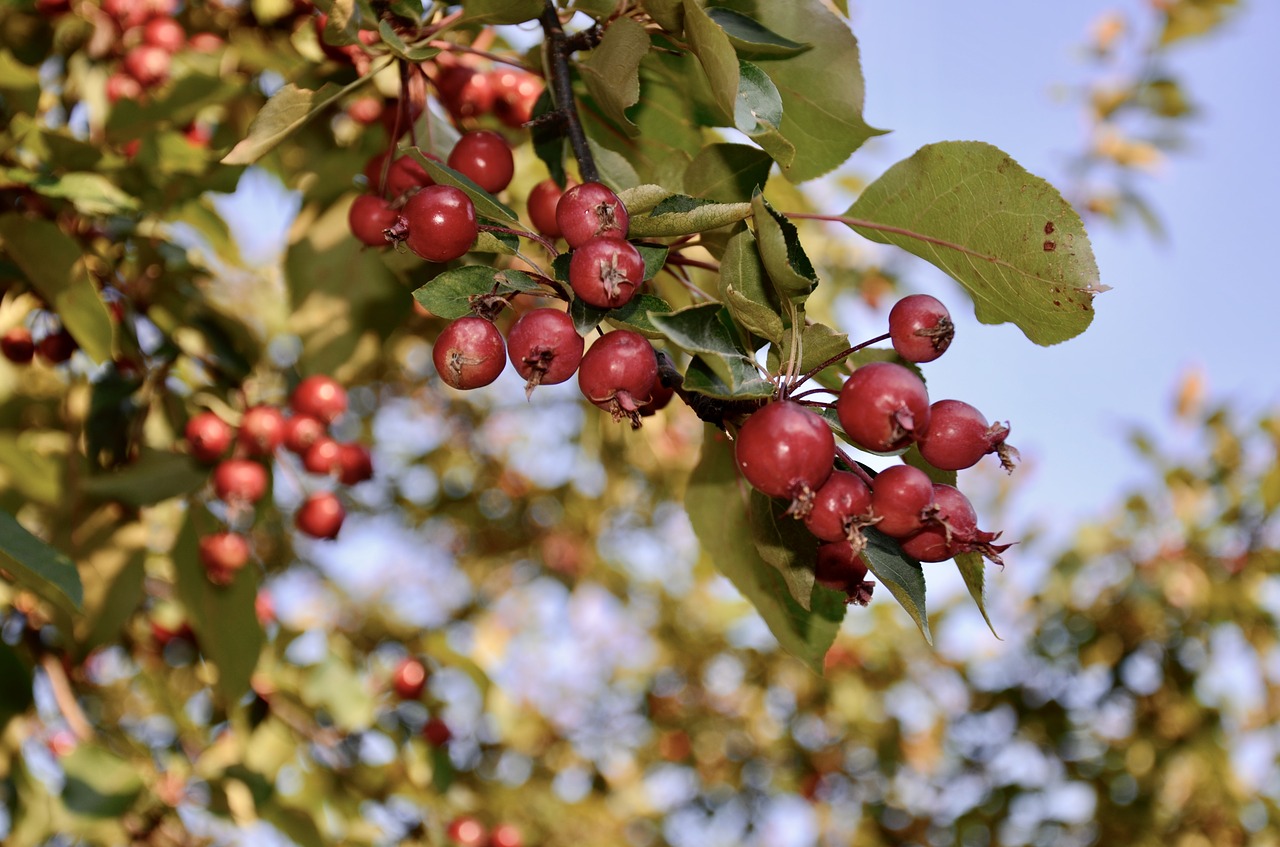 berries summer fruit free photo