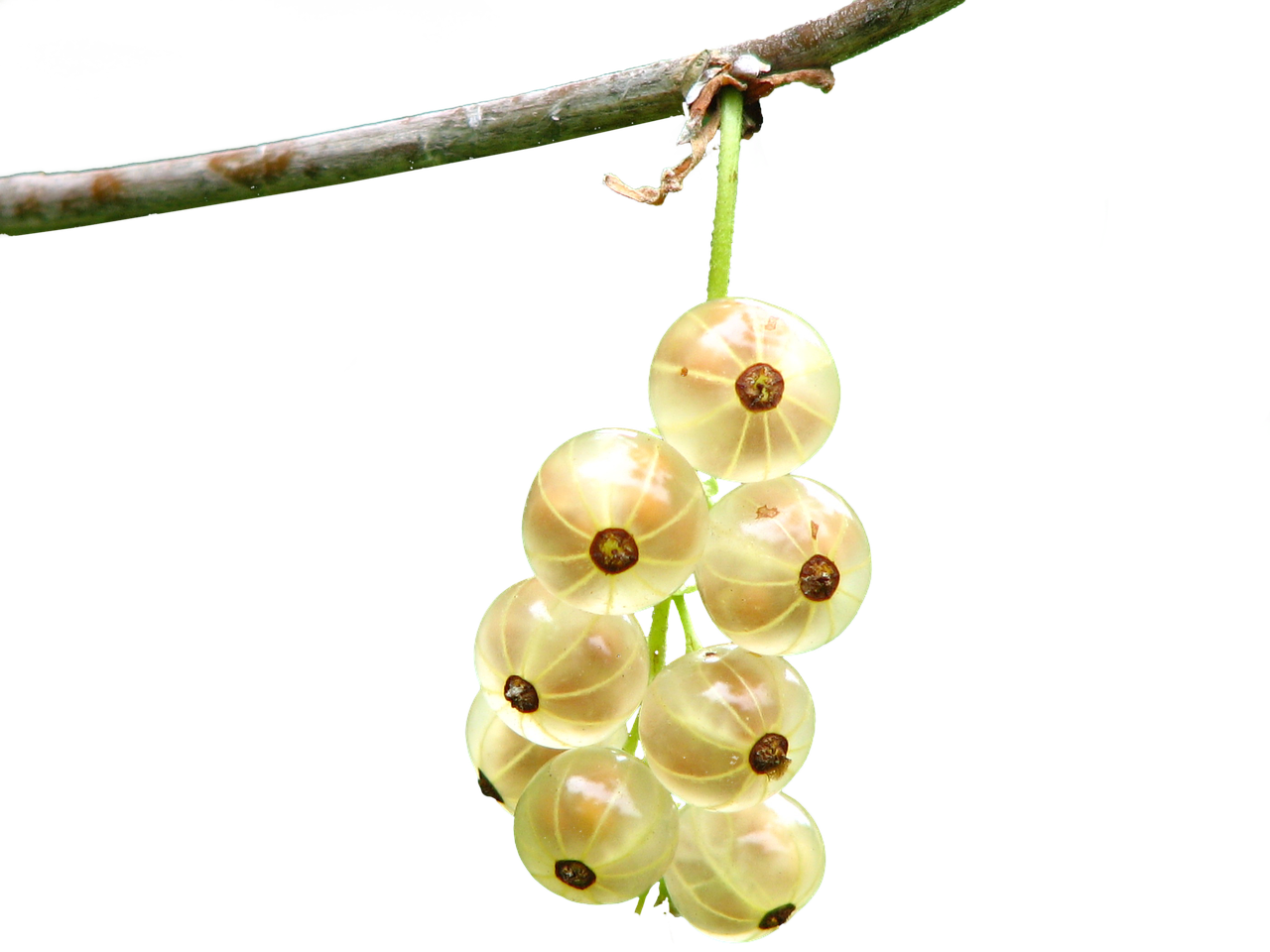 berries fruit isolated free photo