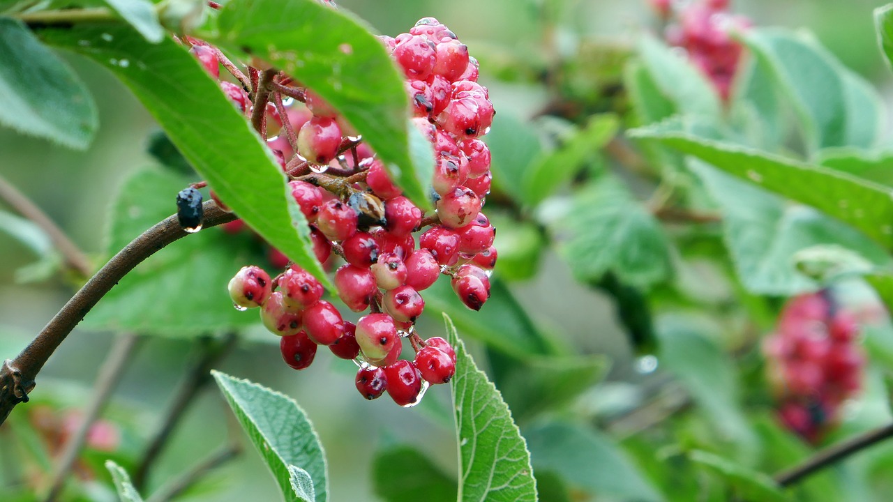 berries drip moist free photo