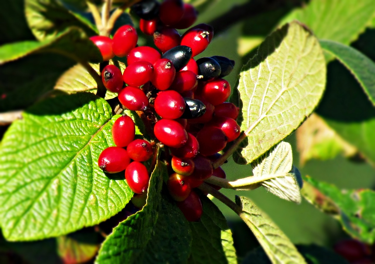 berries red black free photo