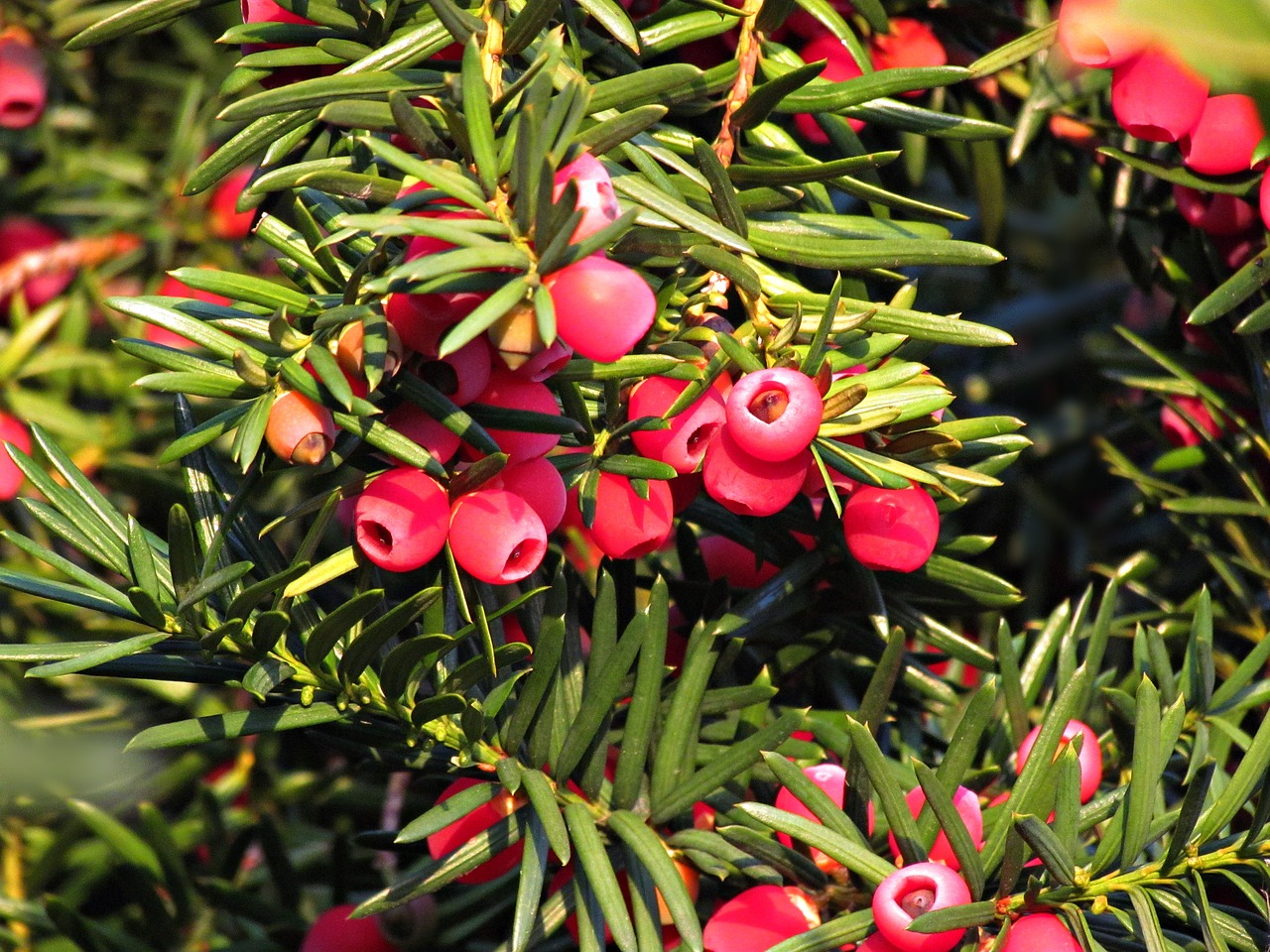 berries red juniper free photo