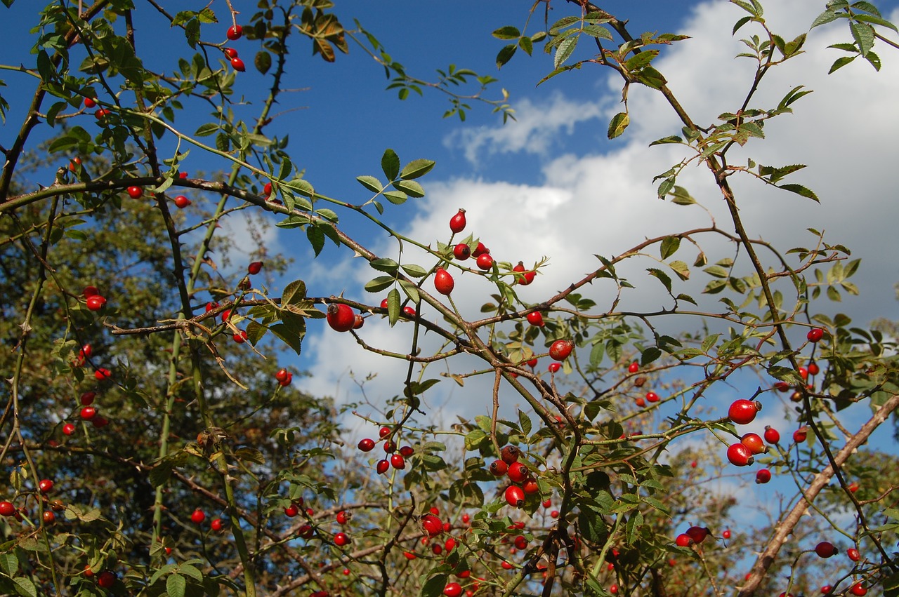 berries autumn leaf free photo