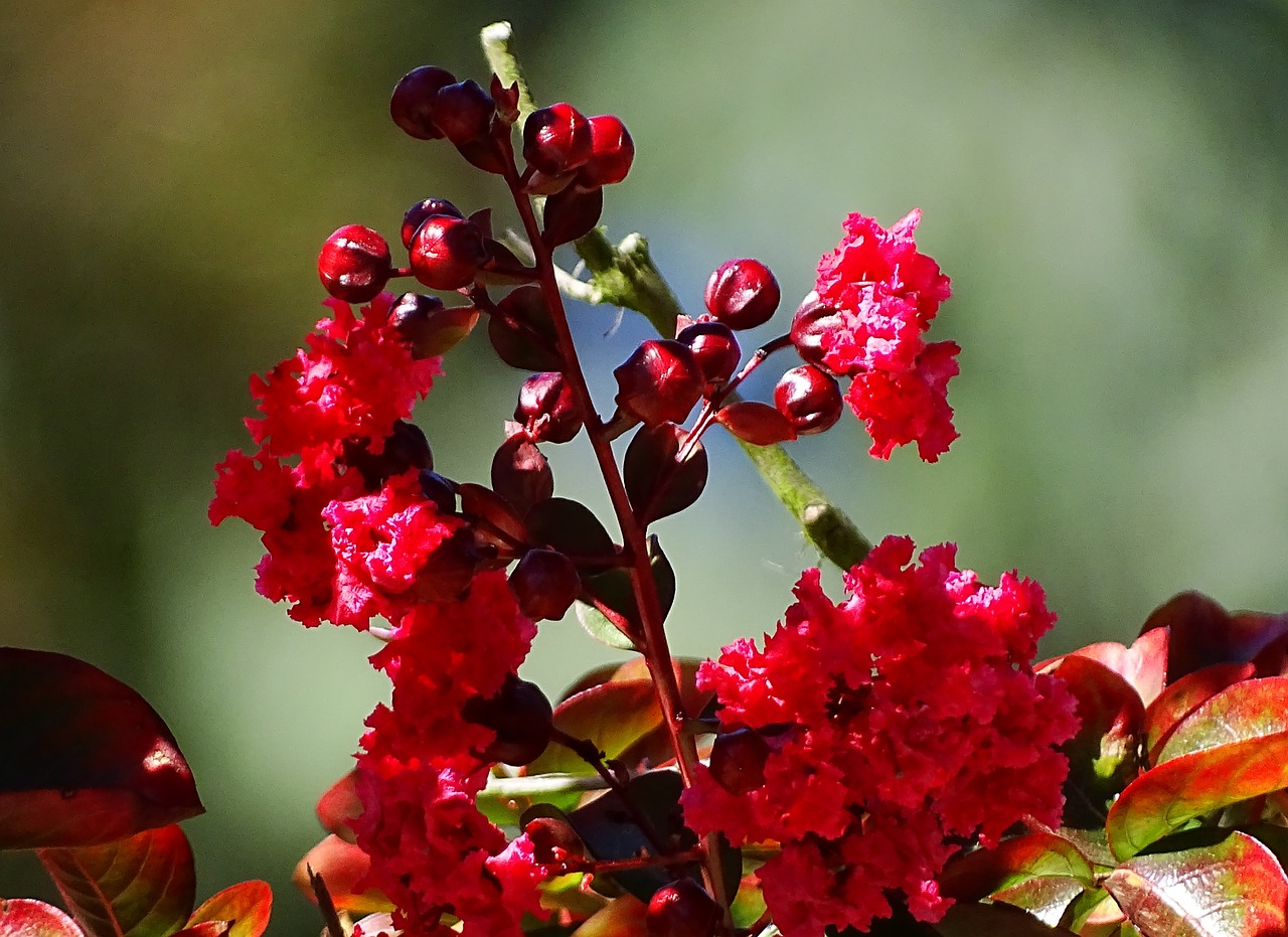 berries flowers spring free photo