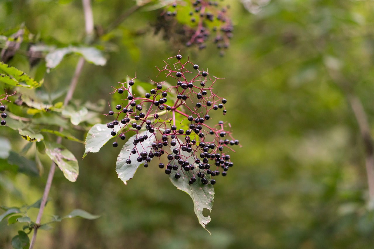 berries wild berries macro free photo