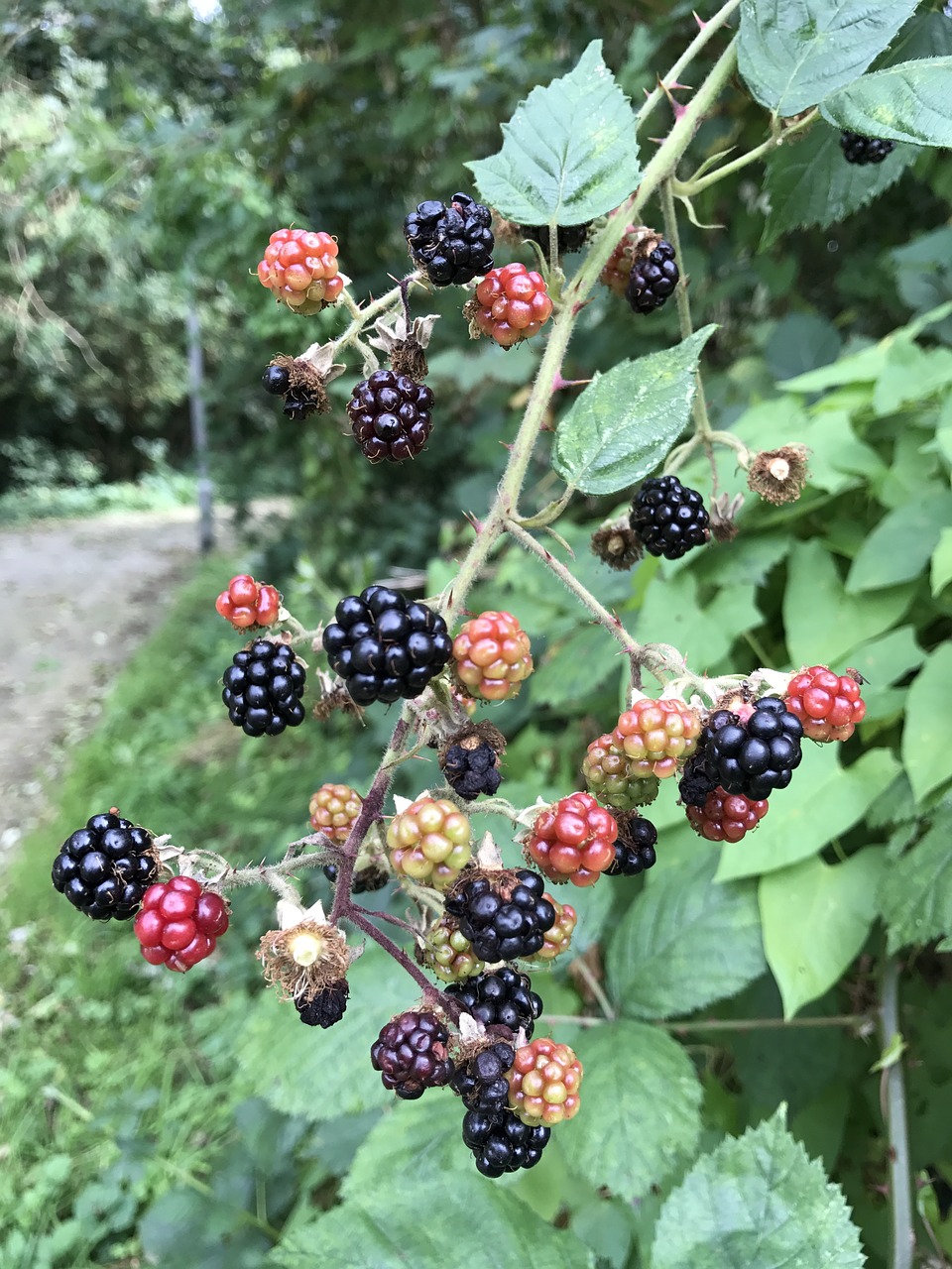 berries flowers roses free photo