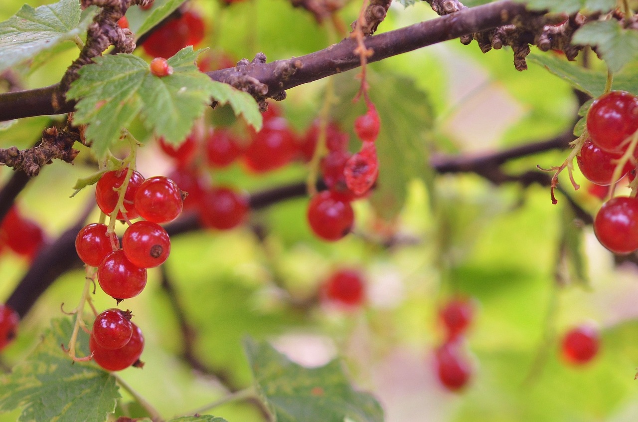 berries fruit food free photo