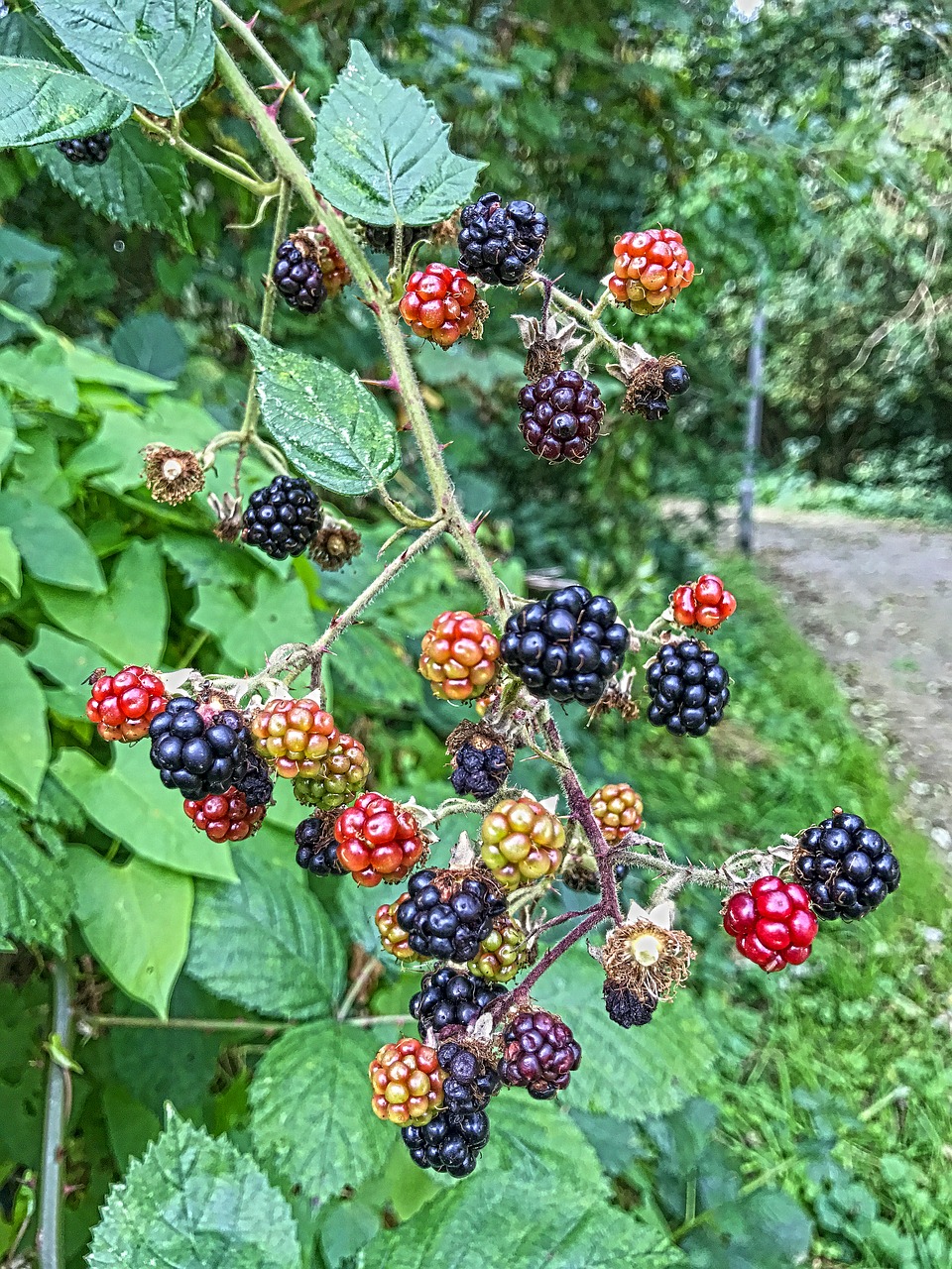 berries flowers roses free photo