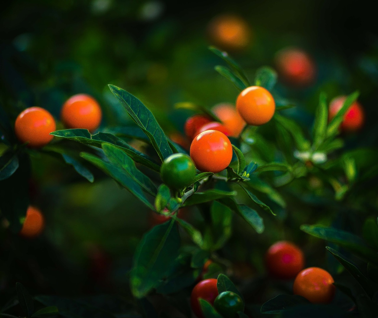 berries colorful exotic free photo