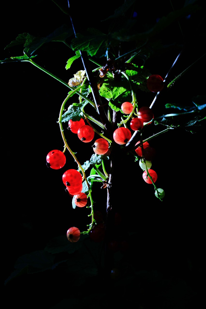 berries bush fruits free photo