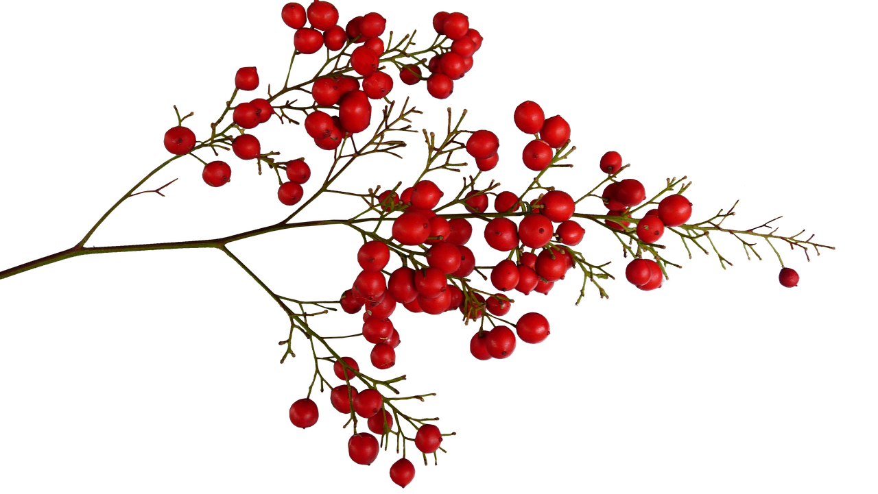 berries red plant free photo