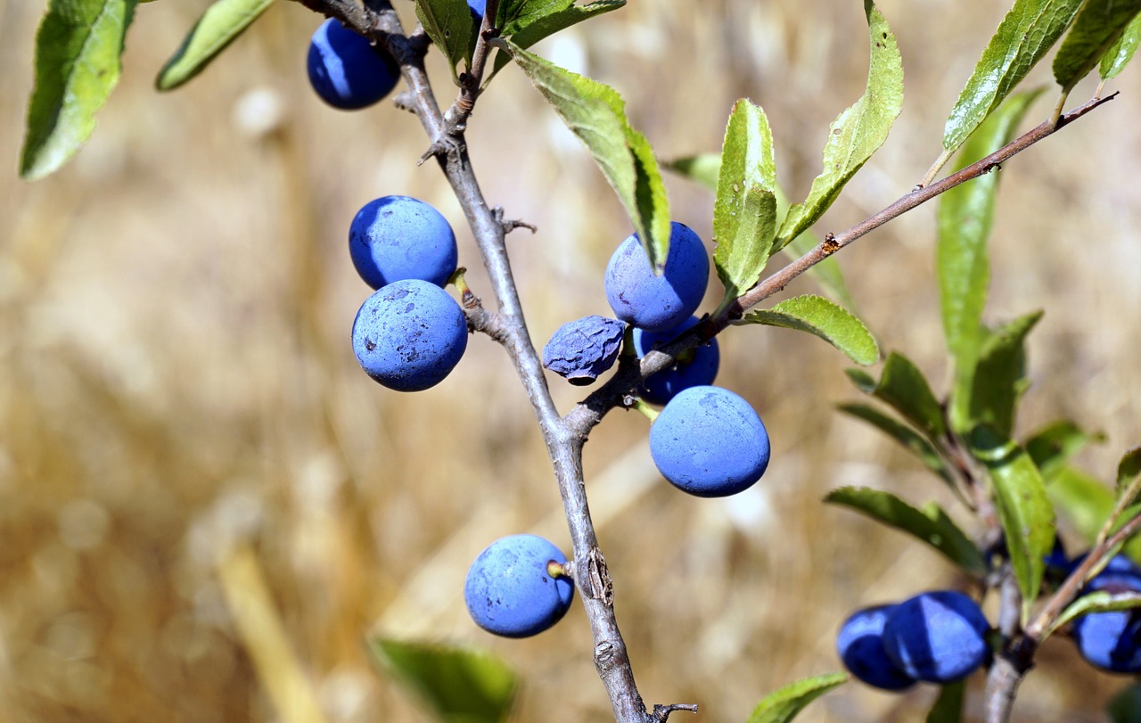 berries blue vegetation free photo