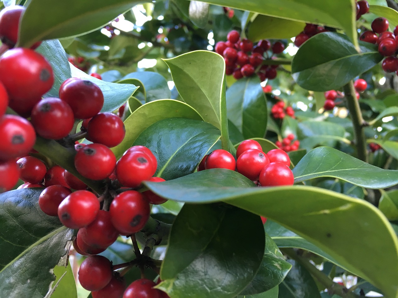 berries leaves bush free photo