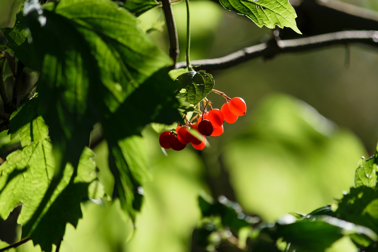 berries red nature free photo