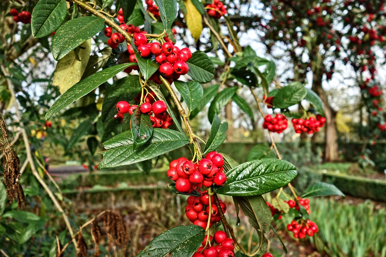 berries red berries tree free photo