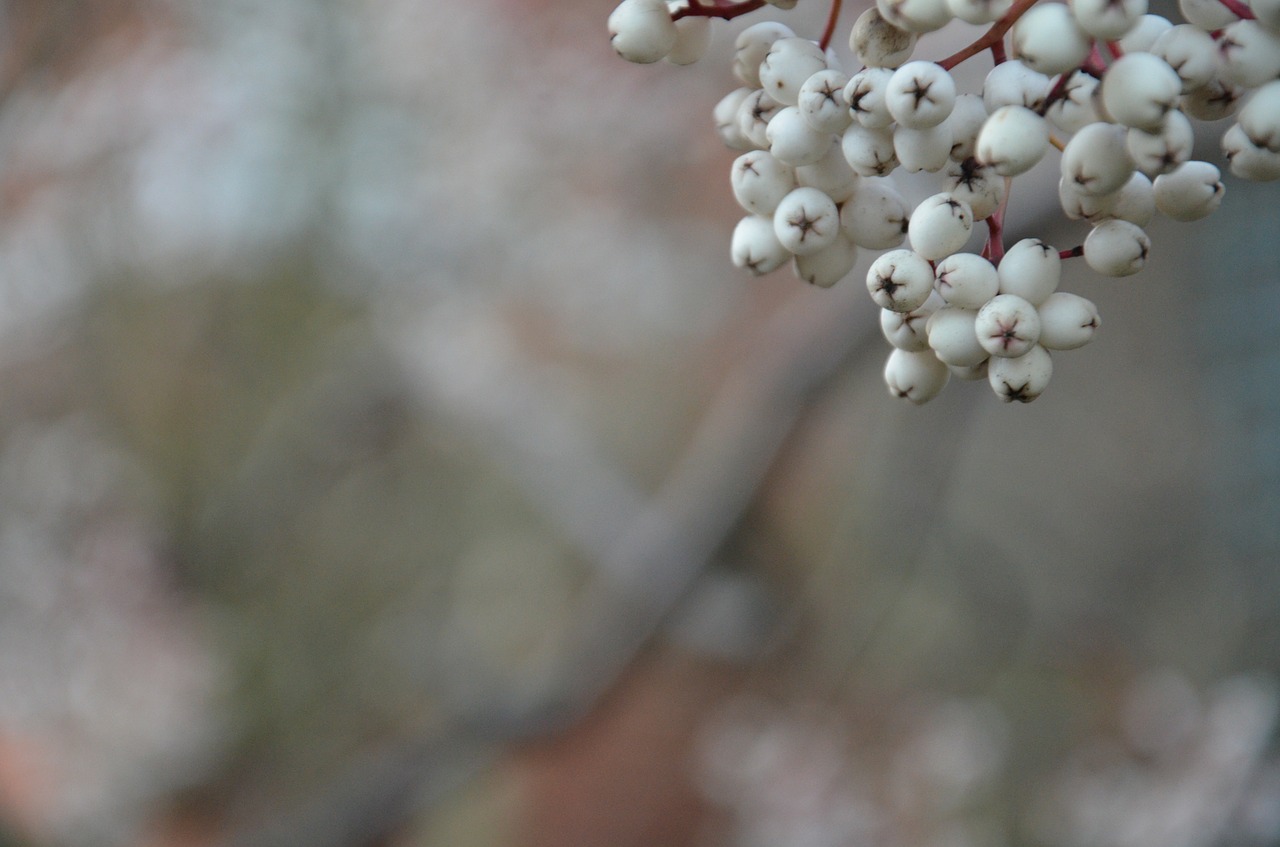 berries winter cherry free photo