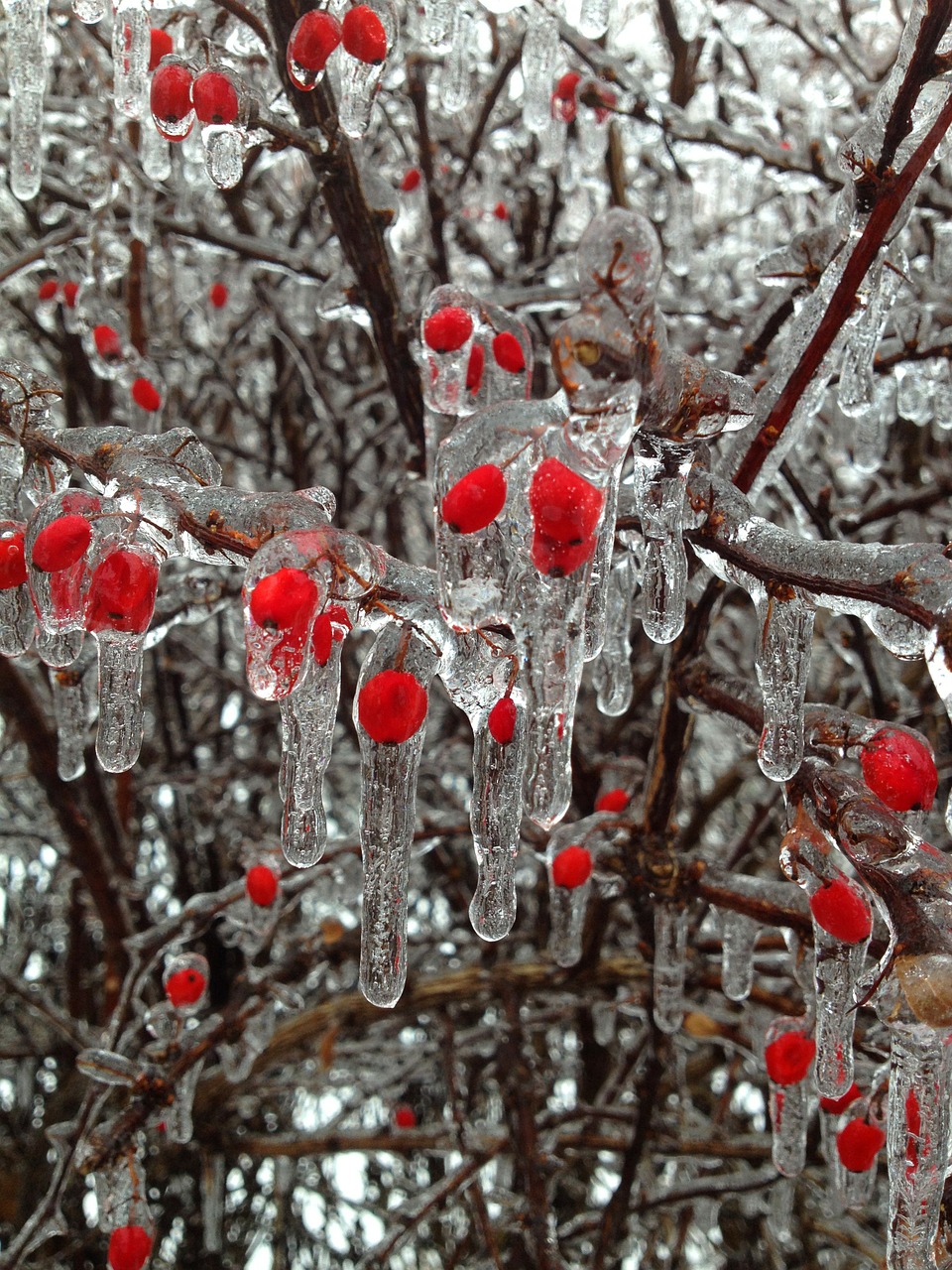 berries ice winter free photo