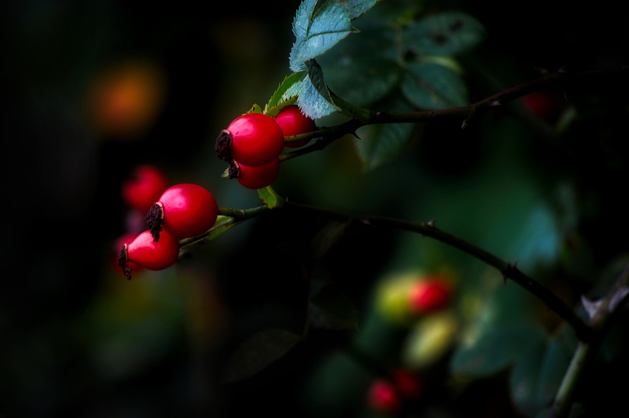 berries leaf nature free photo