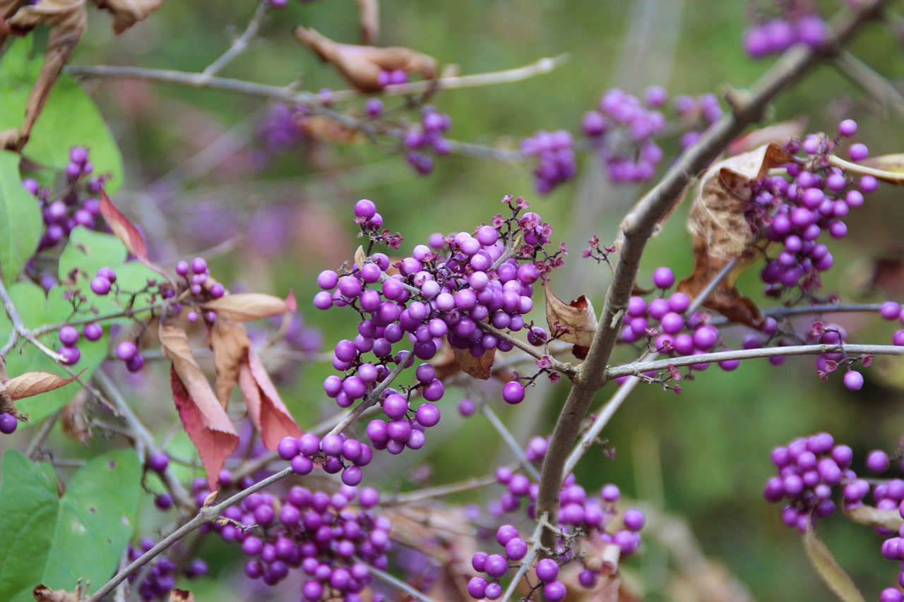 berries violet fruits free photo