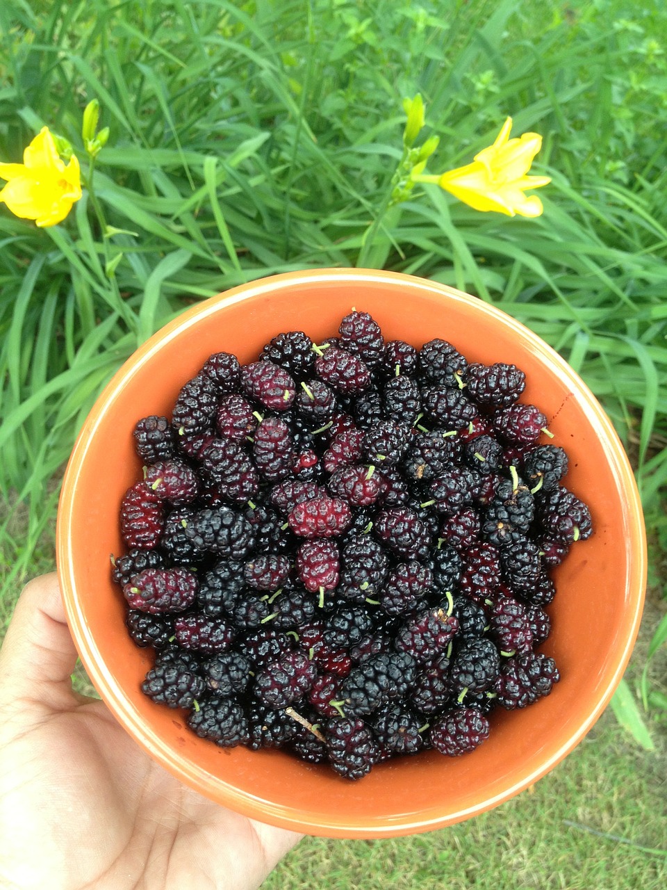 berries mulberries bowl free photo