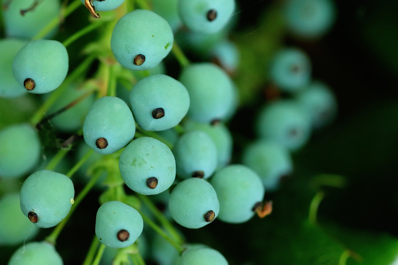 berries  macro  nature free photo