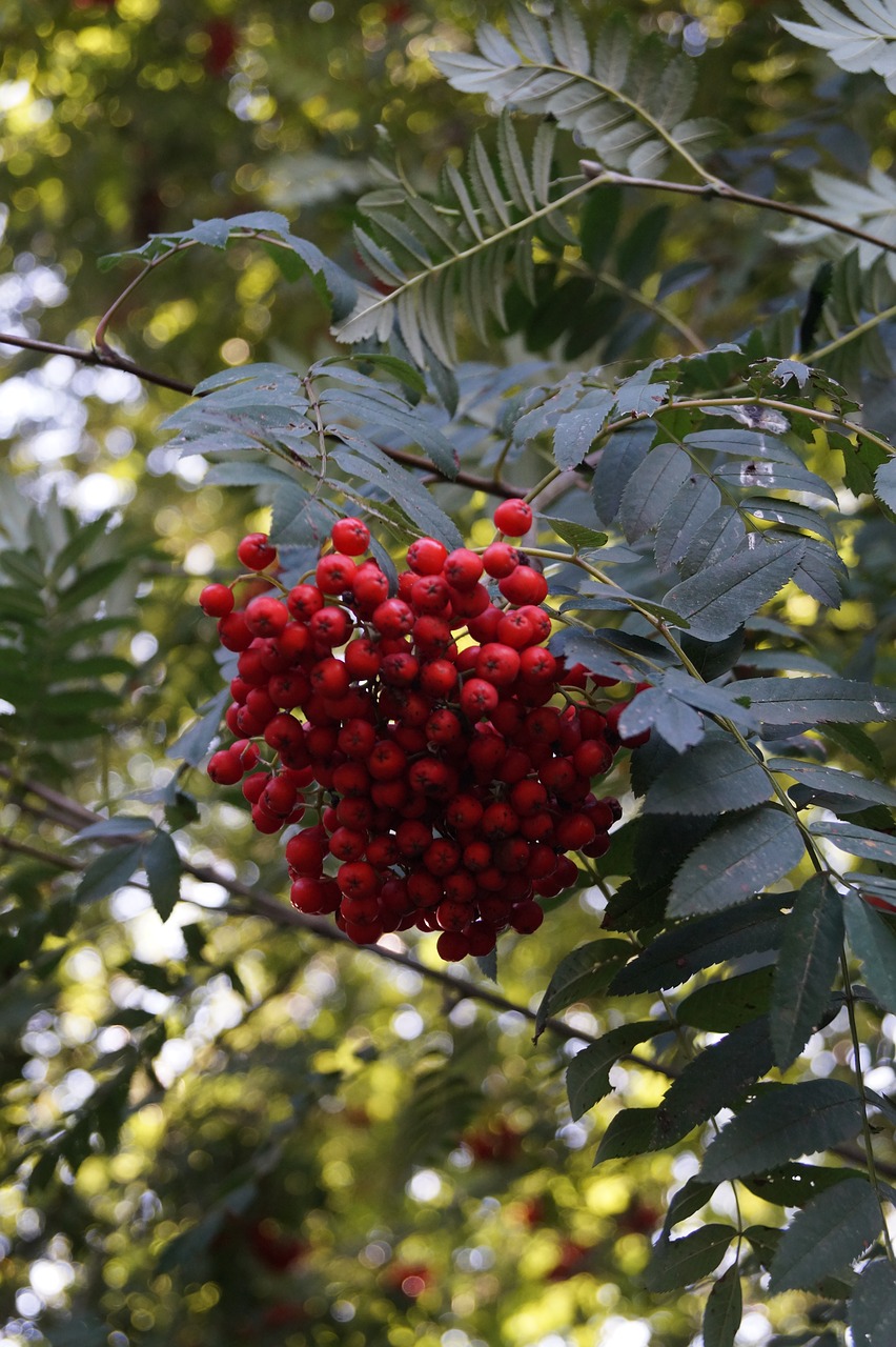 berries  leaves  nature free photo