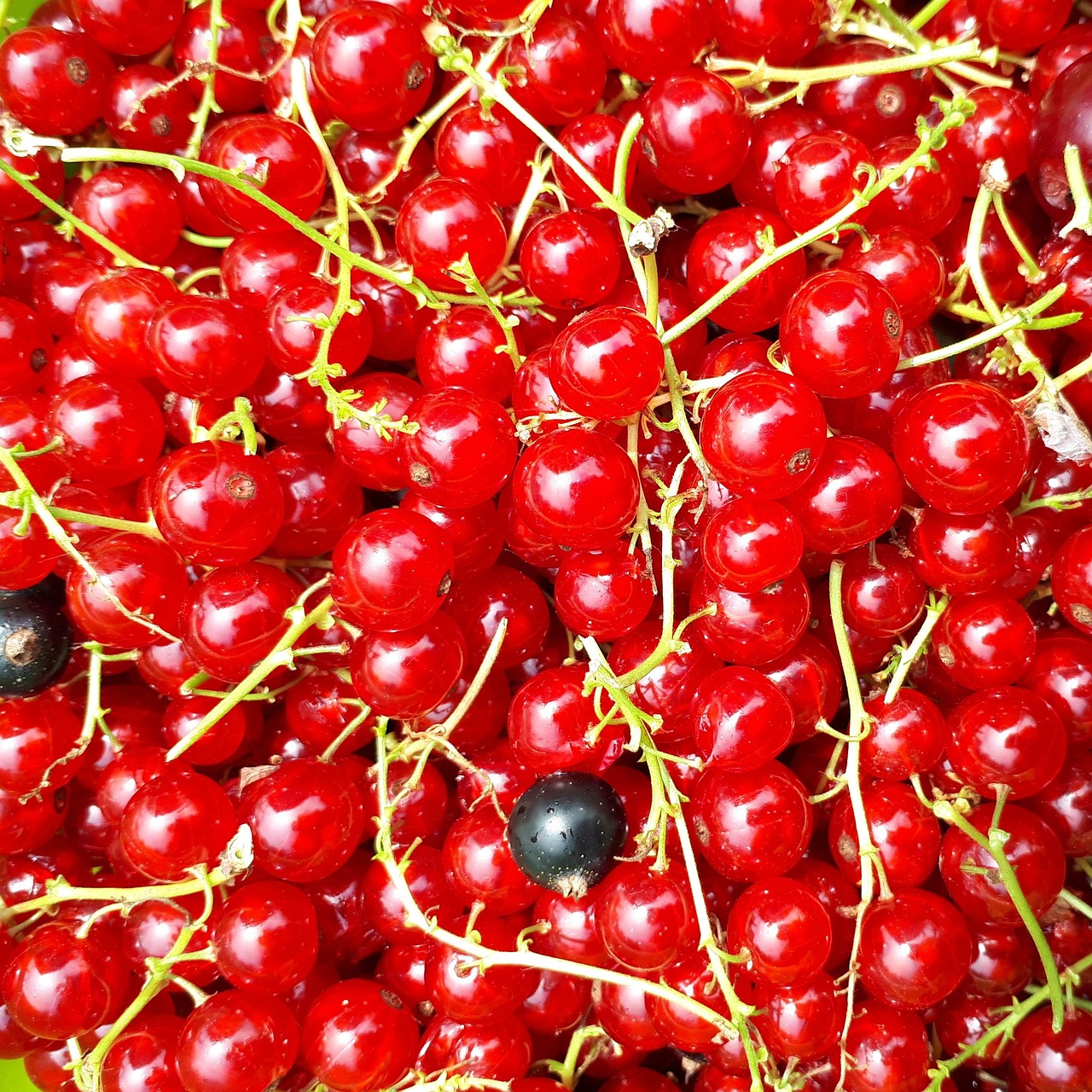 berries  summer  fruit free photo