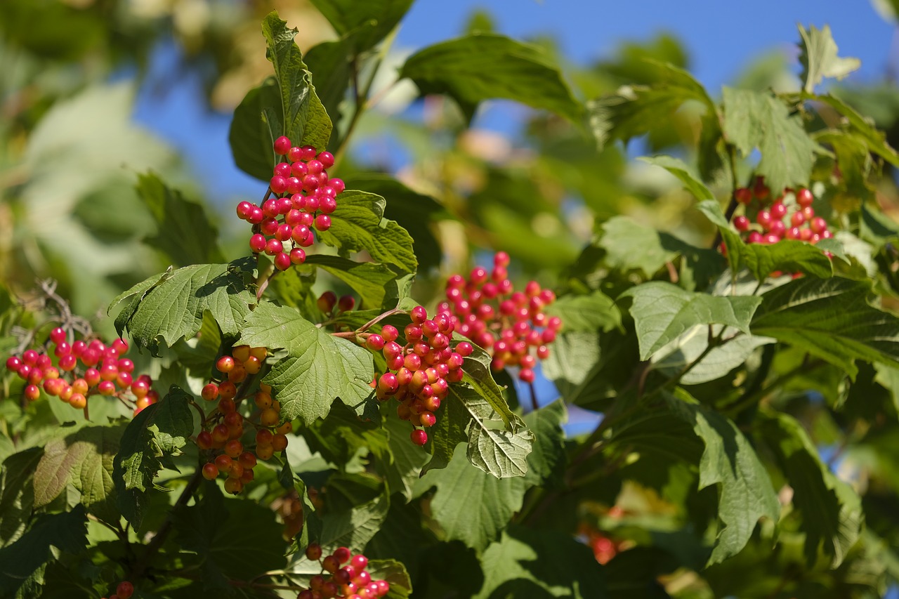 berries  berry tree  fruits free photo