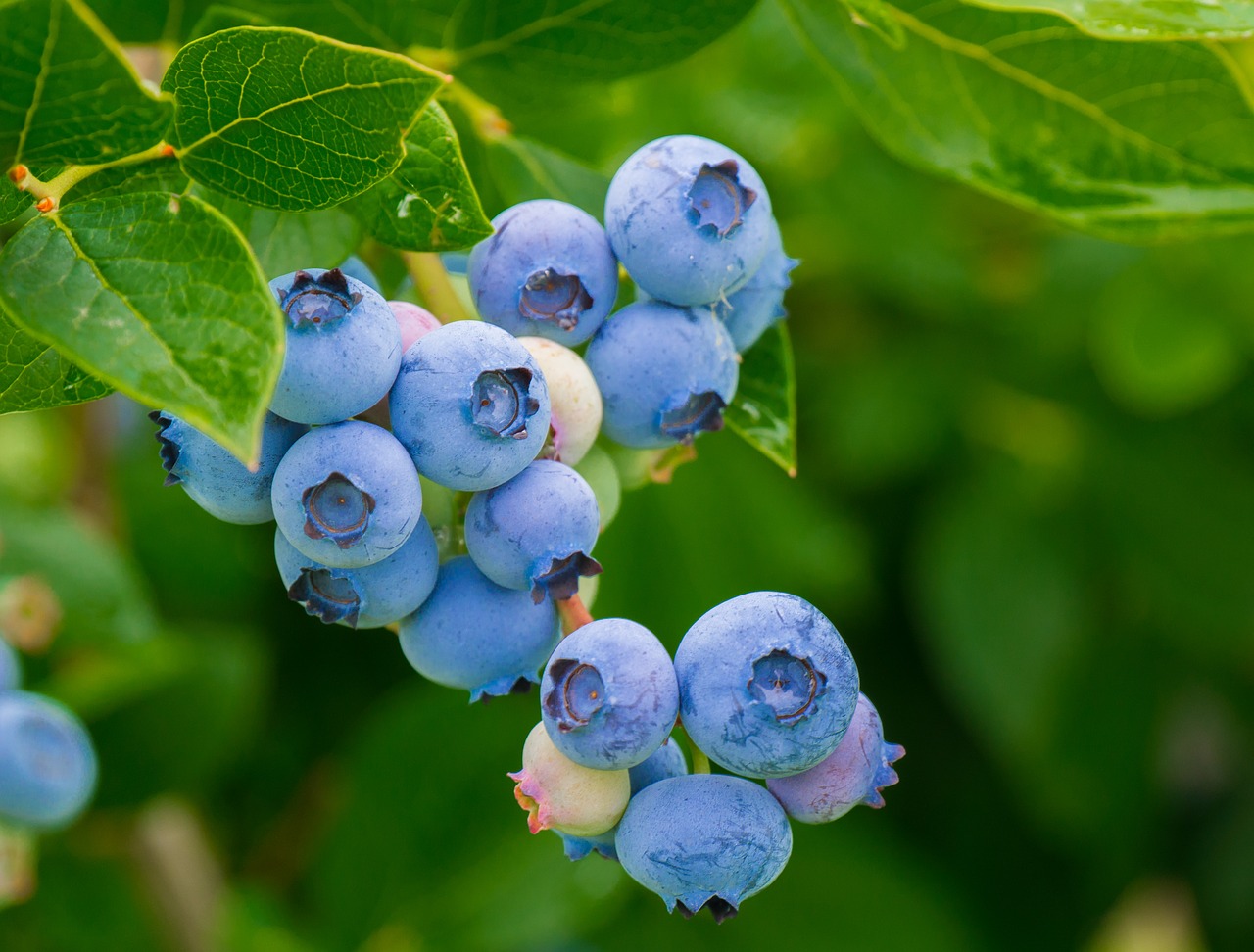 berries  blueberries  vitamins free photo