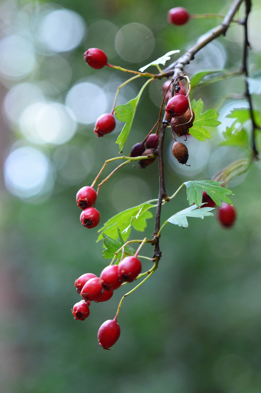 berries  forest  nature free photo
